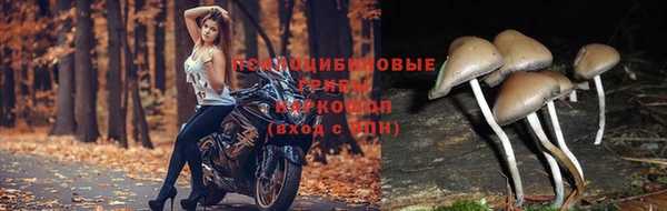 герыч Бородино